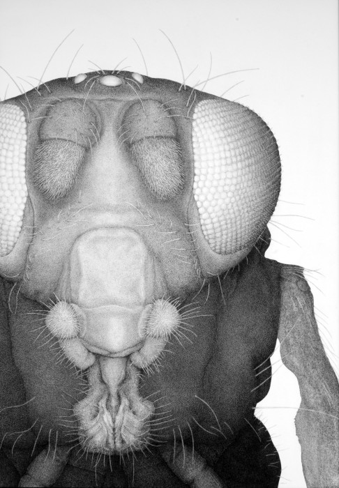 Modellorganismus Drosophila