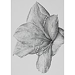 2010-amaryllis.jpg