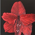 2019-amaryllis.jpg