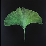 2020-ginkgo_ii.jpg