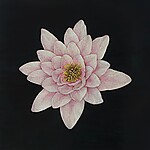 2023-seerose.jpg