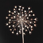 2024-allium.jpg