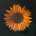 2024-sonnenblume.jpg