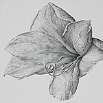 2010-amaryllis.jpg