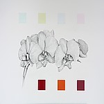 2010-phalaenopsis.jpg