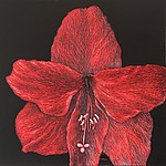 2019-amaryllis.jpg