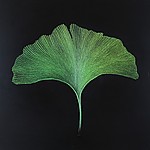 2020-ginkgo_ii.jpg